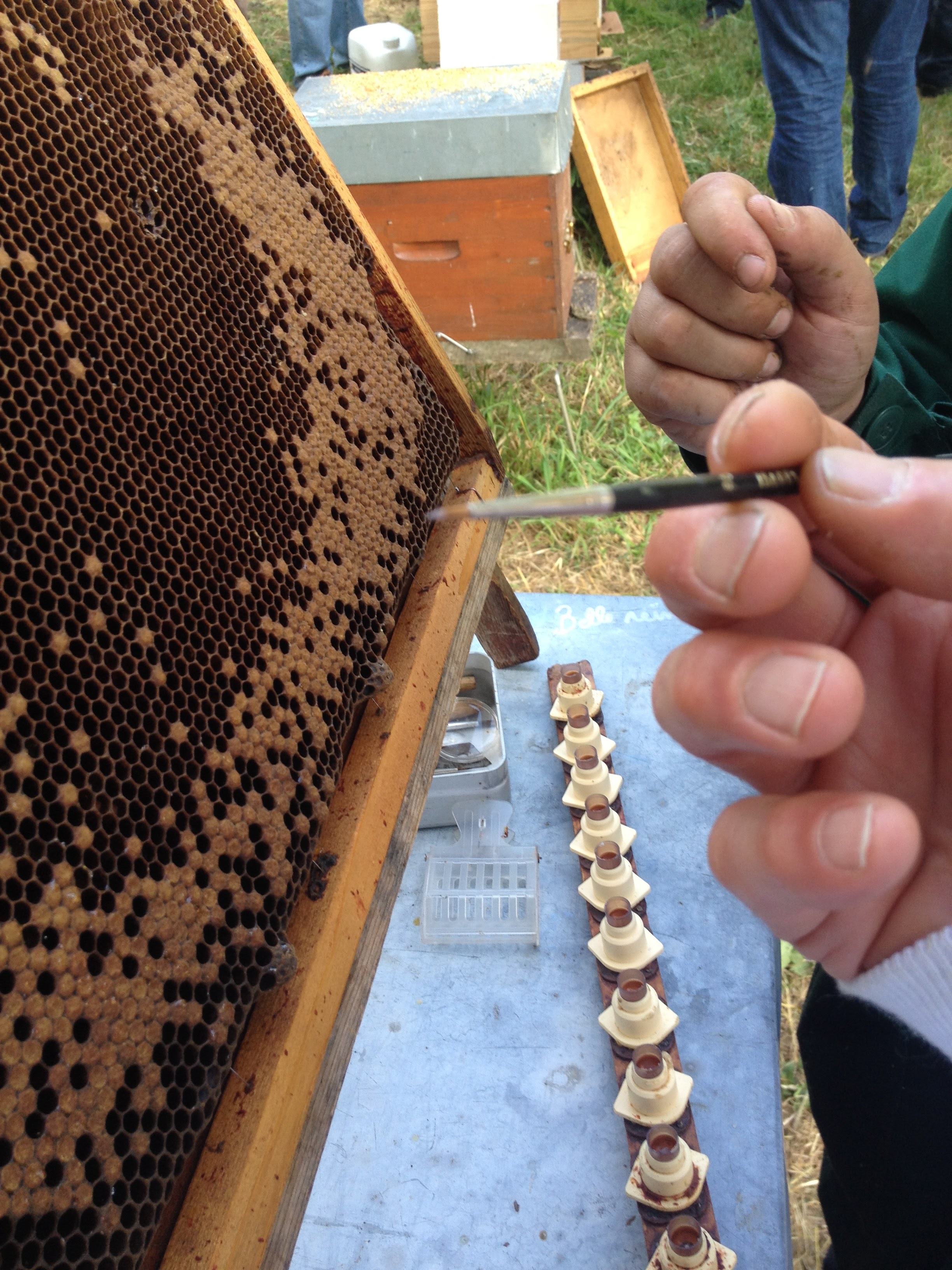picking pour élevage de reines