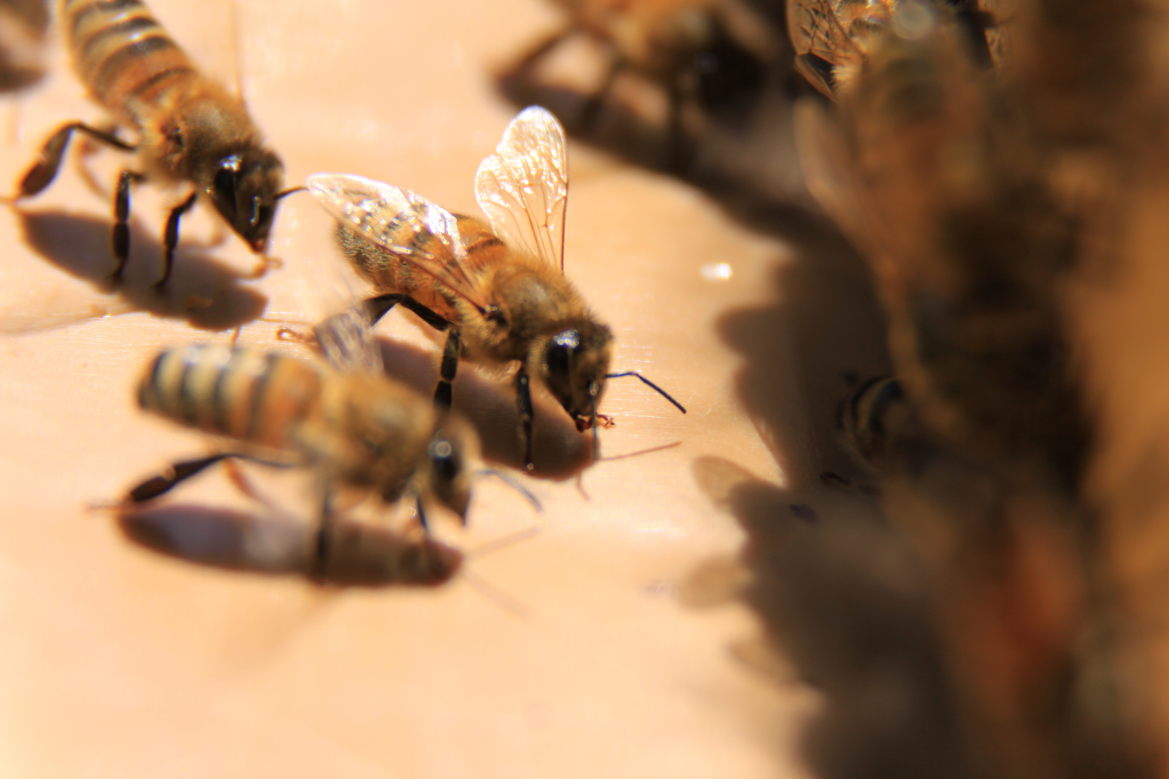 abeille