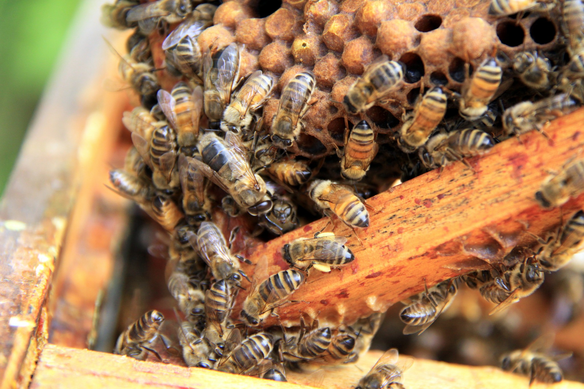 abeille et reine