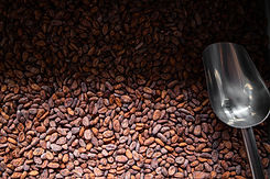 Chocalate Lab at Skugga.jpg