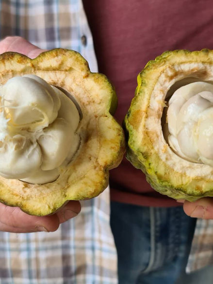 Cacao Pod from chocolate workshop