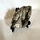 Thumbnail: Multiple Plate Orthoceras