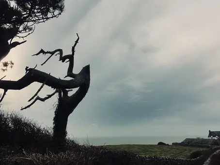 Spooky Tree