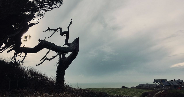 'Spooky Tree'. St Catherine's Road. Niton Undercliff. Isle of Wight. .png