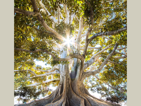 Majestic tree with sprawling roots and branches, sunlight streaming through leaves, creating a serene, natural setting.