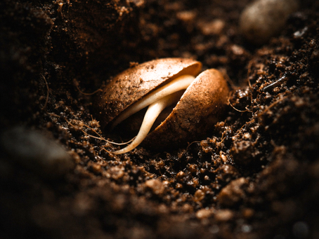 Close-up of a brown seed in soil, partially split open with a sprout emerging. The scene is dimly lit, highlighting the seed's texture.
