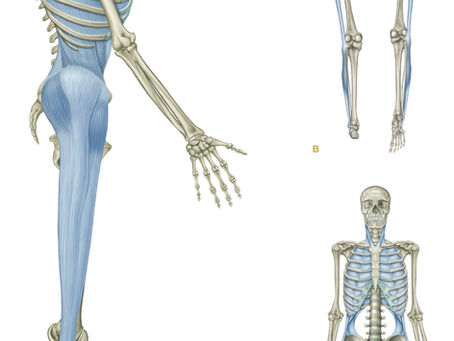 The Superficial Back Line: The Fascia Highway That Shapes Your Posture, Breath & Energy