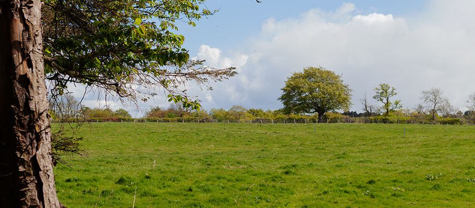 a tree across the field