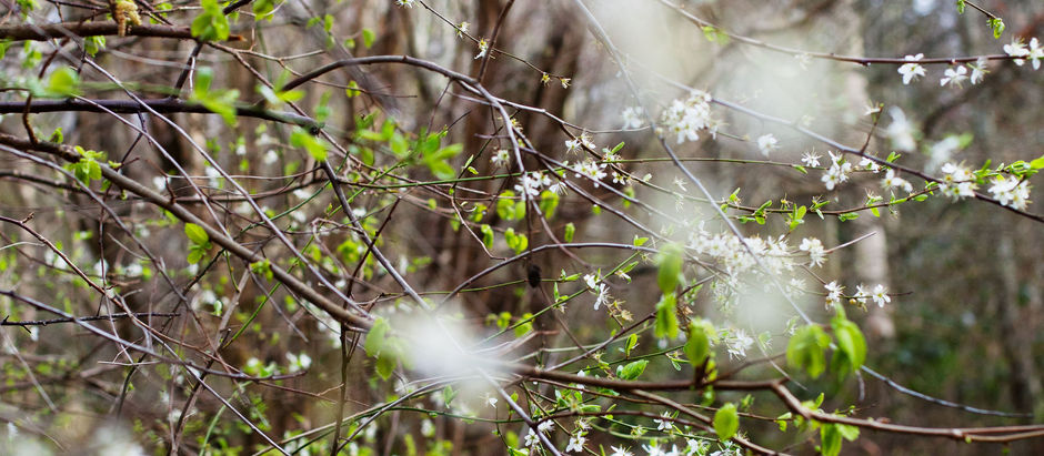 Spring flowers, hawthorn blossoms
