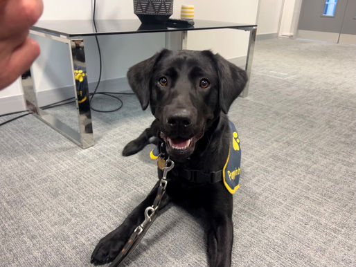 CMB’s Sponsored Guide Dog, Ollie, Visits Our Cardiff Office