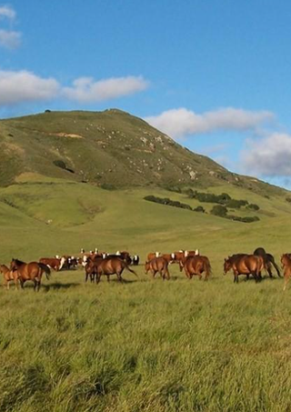 Livestock ranch