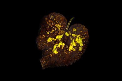 Mottled 2 worked.jpg