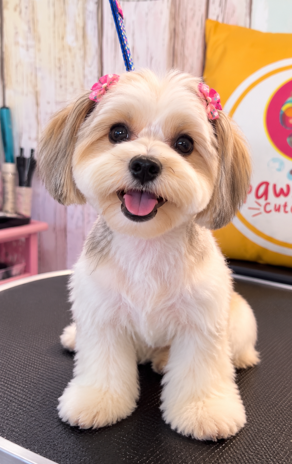 Happy Groomed Pup at the Salon.png