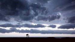 Shelter - Wamberal Beach, New South Wales
