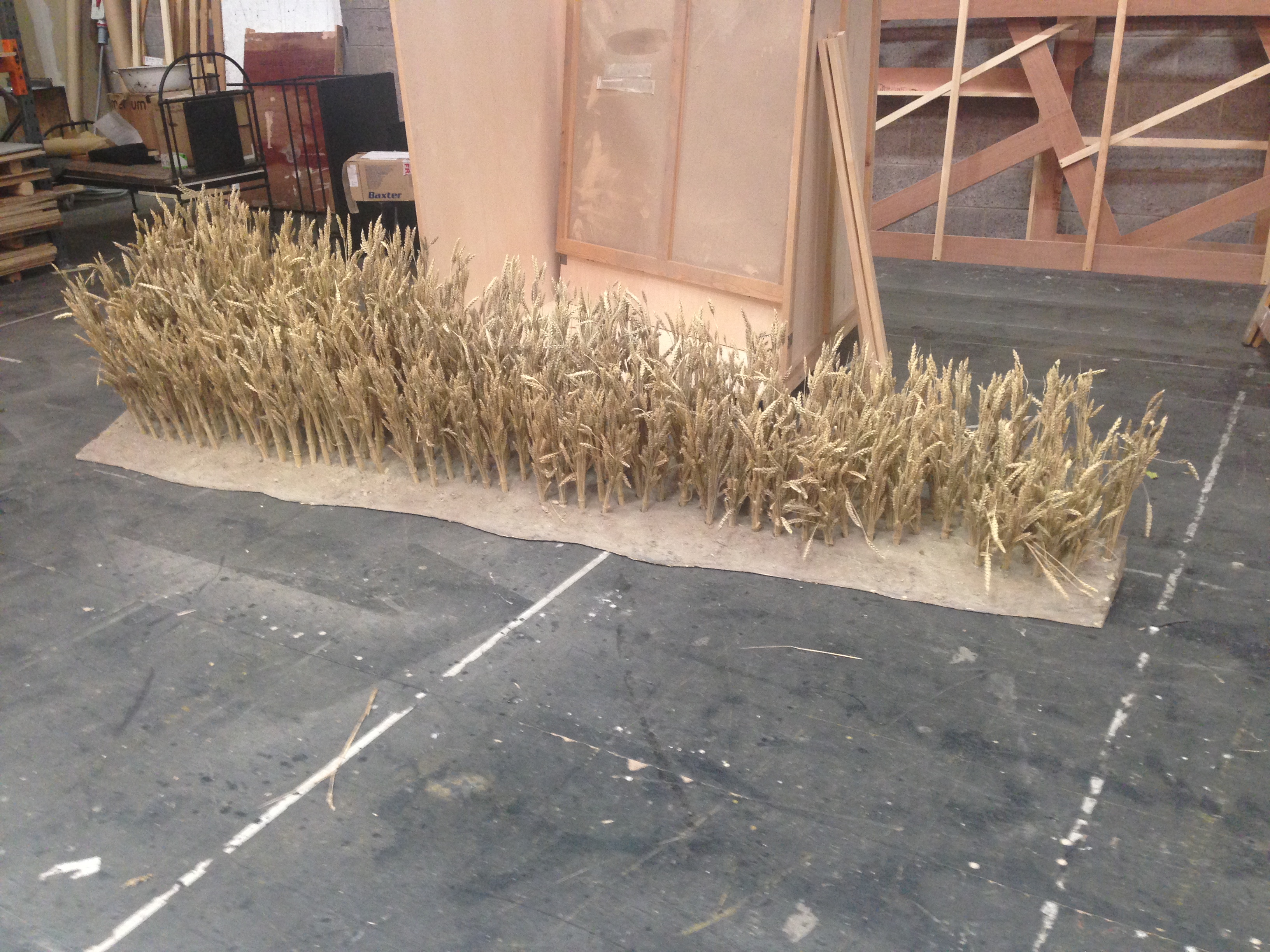 Wheatfield