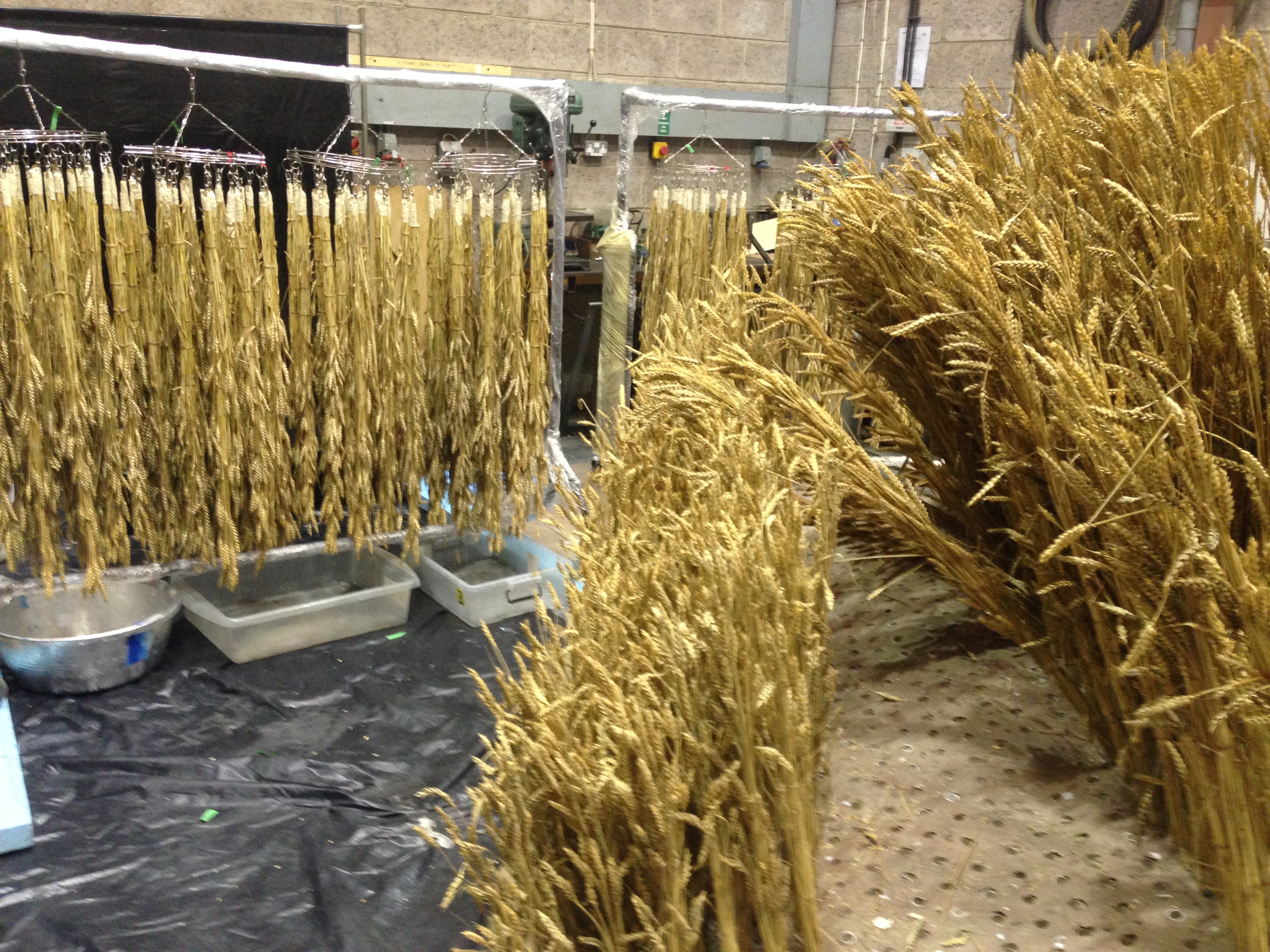 Wheatfield