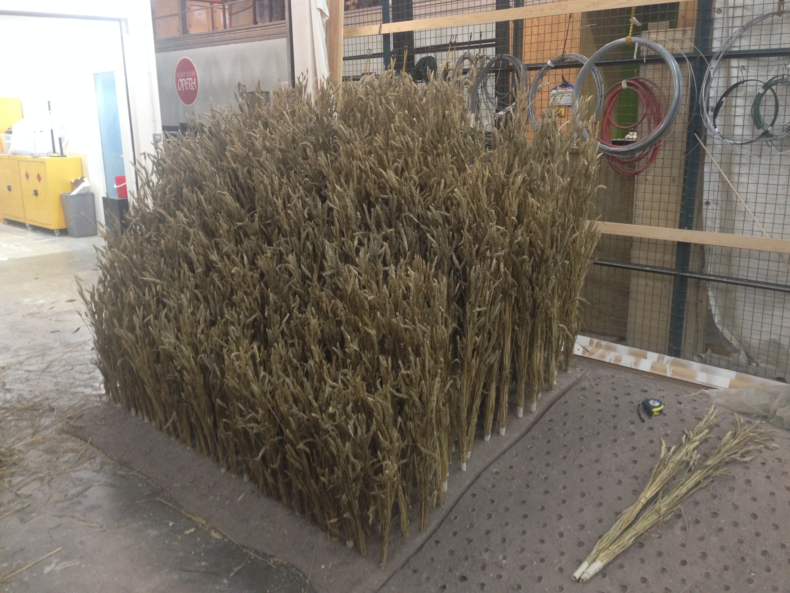 Wheatfield