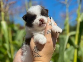 chickie is PENDING!!