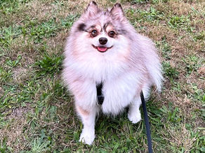 Past pup turned out so gorgeous