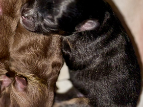 Penelope’s pups are here!