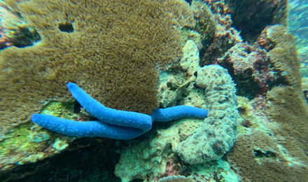 Diving 2