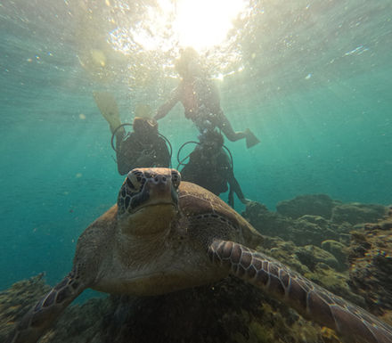 Turtle snorkeling