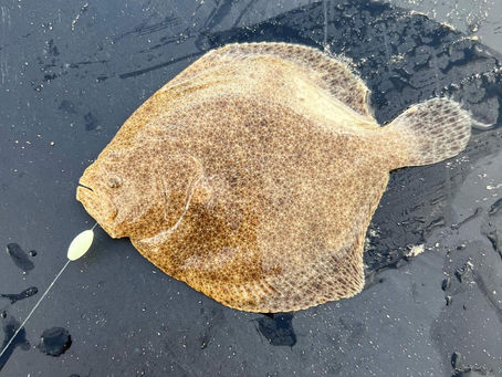 Daiwa shore league matchday eight