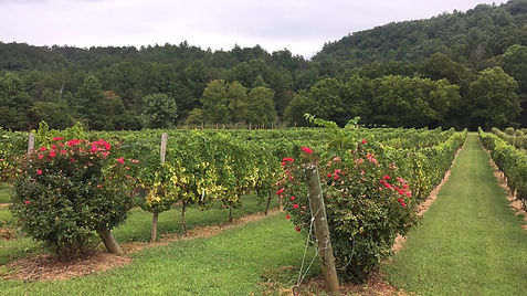ellijay-river-vineyards.jpg
