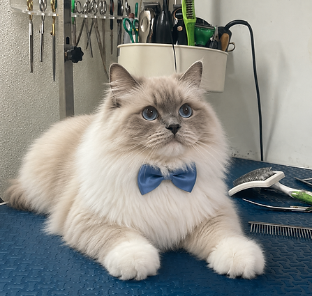 Cat Grooming Service 