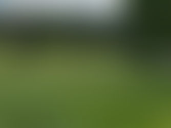 A healthy green lawn mowed by a robotic mower