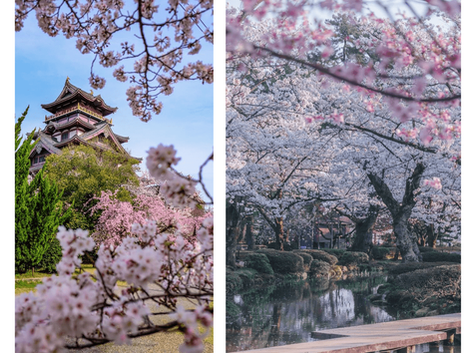-2024-🌸桜フォトコンテスト📷受賞者インタビュー