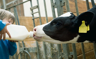 Child Feeding Calf