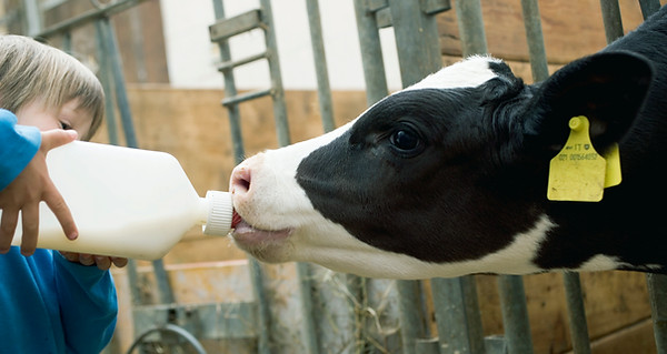 Child Feeding Calf