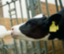 Child Feeding Calf
