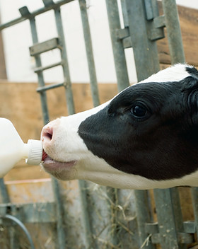 Child Feeding Calf