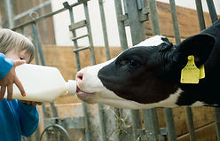 Calf l'alimentation des enfants