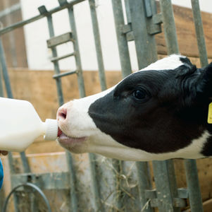 You're a Mammal, Mammals Make Milk