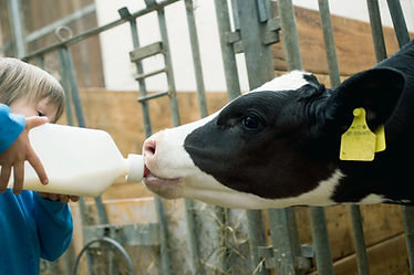 Child Feeding Calf