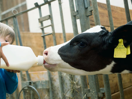 Dairy Farmers Turning to Hemp as Next Cash Cow?