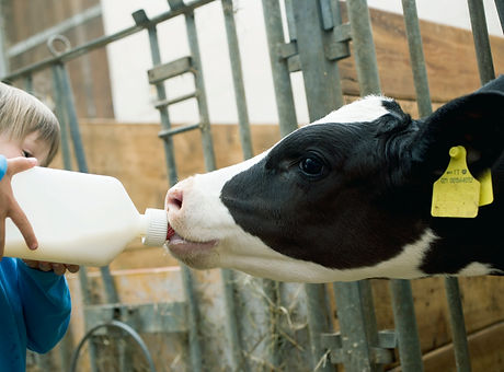 Child Feeding Calf