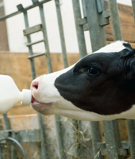 Child Feeding Calf