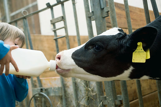 Child Feeding Calf