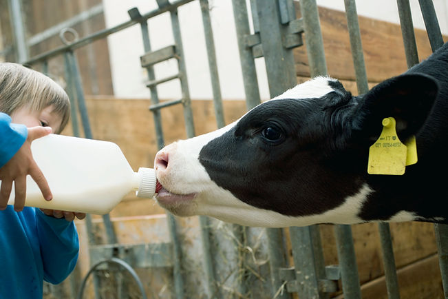 Child Feeding Calf