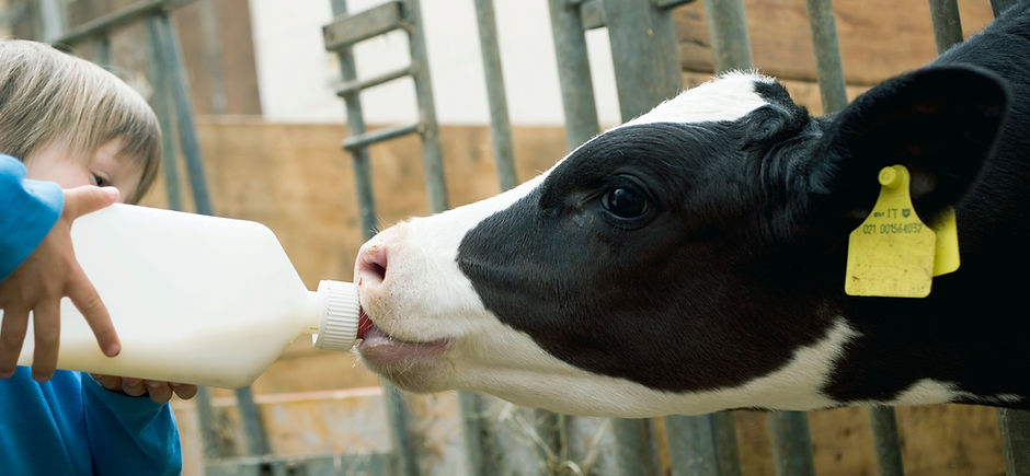 Child Feeding Calf