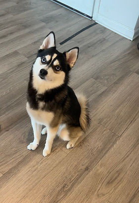 Male Pomsky - Prince