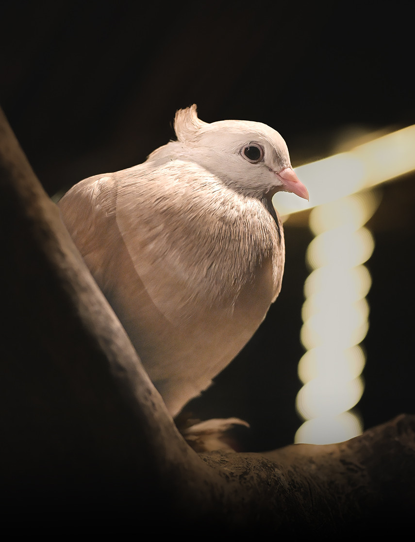 dove 1.jpg