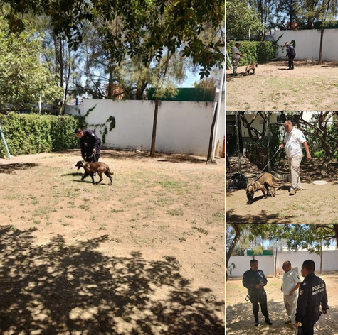 MUNICIPIO DE AGS - GRUPO K9 DE LA SECRETARÍA DE SEGURIDAD PÚBLICA MUNICIPAL DE AGUASCALIENTES