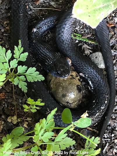 Black snake_frog_.JPG