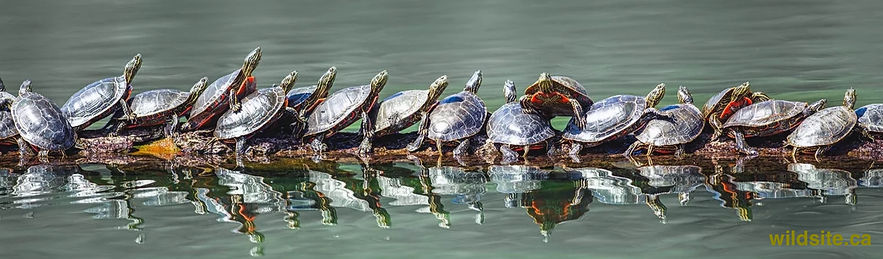 Western Painted Turtles on a log.JPG