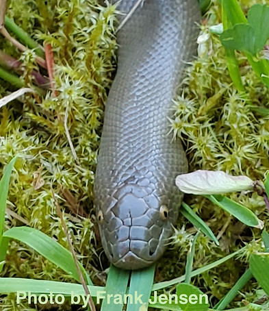 Boa by Frank.jpeg